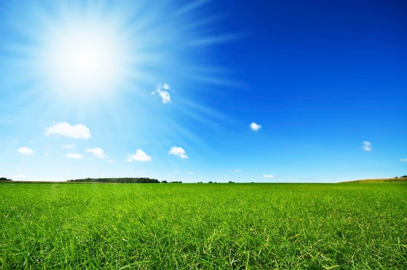 Child in field